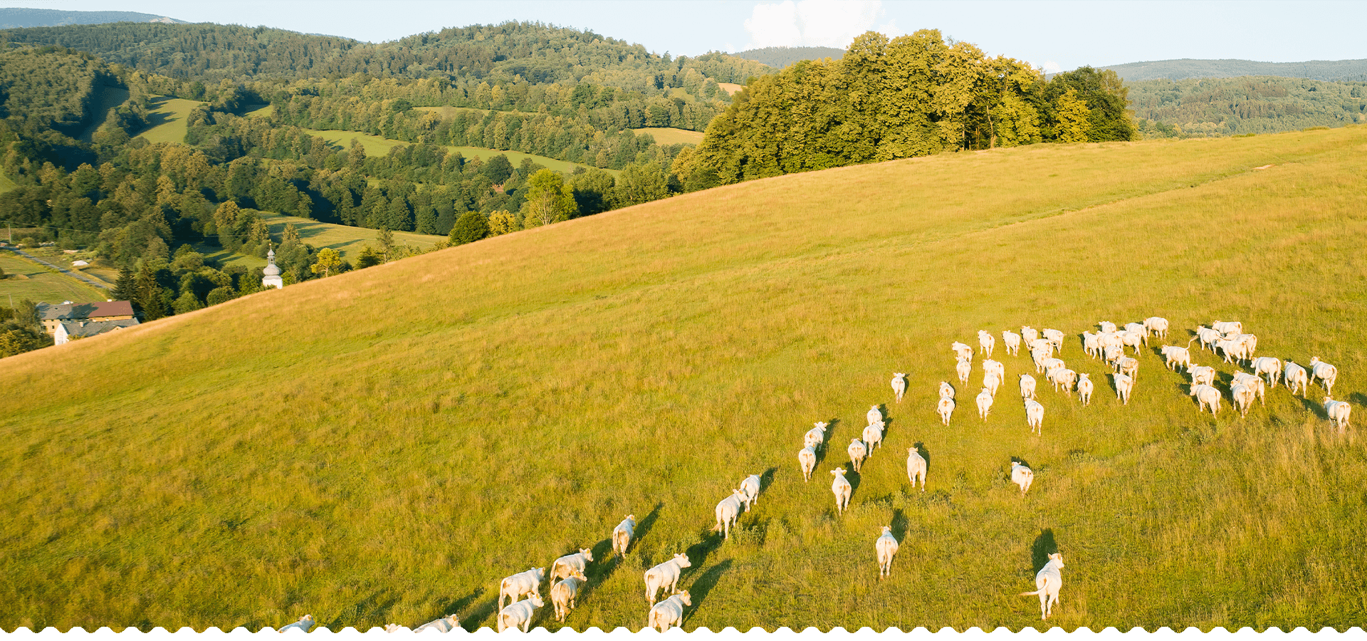 Syrové výrobky Liptov - Syry, korbáčiky, syrové torty Daniela